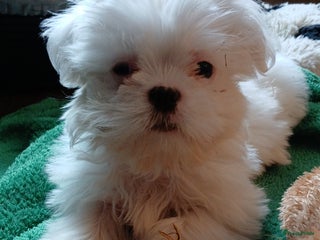 Malshi honden Shih Tzu/Maltezer kruising – teefje met paspoort - Advertentie 2