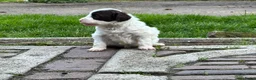 Labradoodle honden te koop: Nog 4 Mini Labradoodle pups beschikbaar.  - Advertentie 36