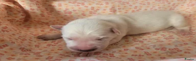 Puppy roze, teefje