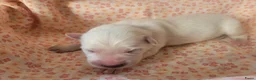 Zwitserse Witte Herdershond honden te koop: 6 prachtige Zwitserse Witte Herder pups te koop  - Advertentie 3