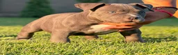 Amerikaanse Bully honden te koop: American bully pocket - Advertentie 2