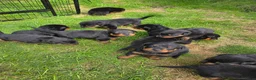Rottweiler honden te koop: Prachtig mooie Rotweiler pups te koop! - Advertentie 19