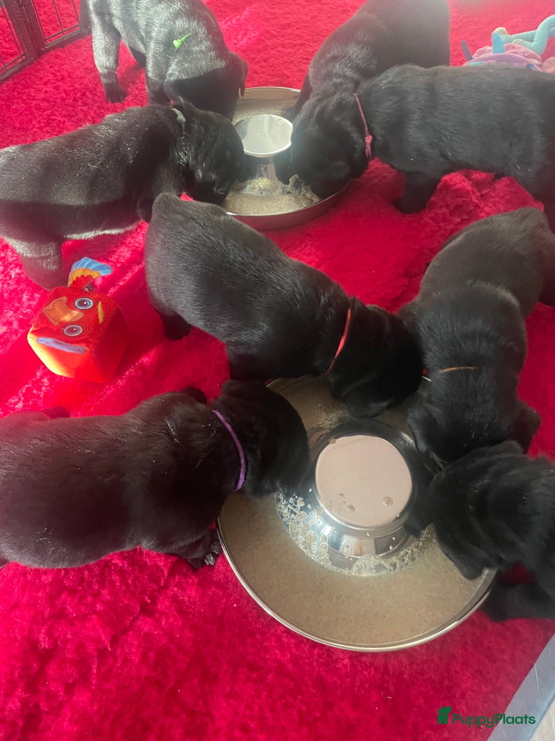 Labrador Retriever honden te koop: NEST AANKONDIGING LABRADOR PUPS - Advertentie 33