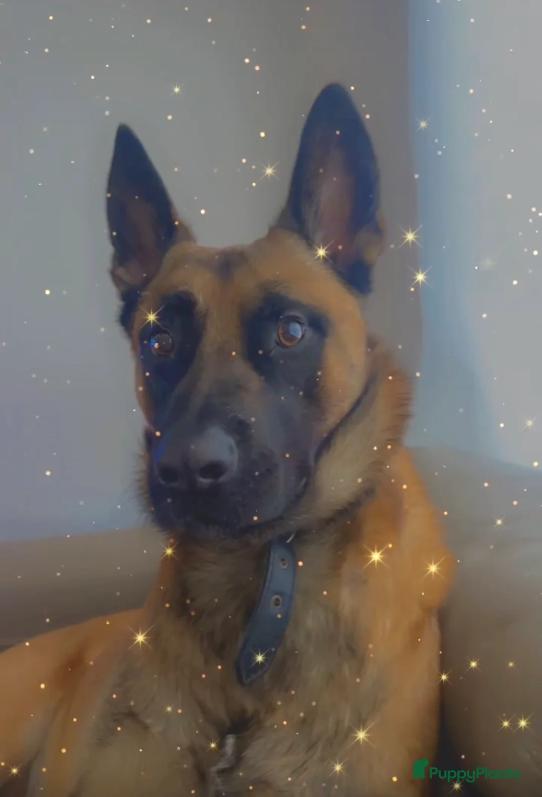 Mechelse Herder honden ter adoptie: Mechelse herder in Hoogvliet Rotterdam - Advertentie 1