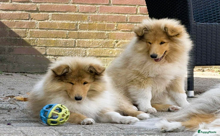 Schotse Herdershond langhaar honden - Advertentie 2