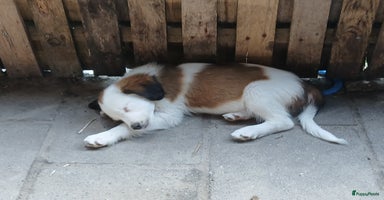 Kooikerhondje honden in Twijzelerheide - Advertentie 6