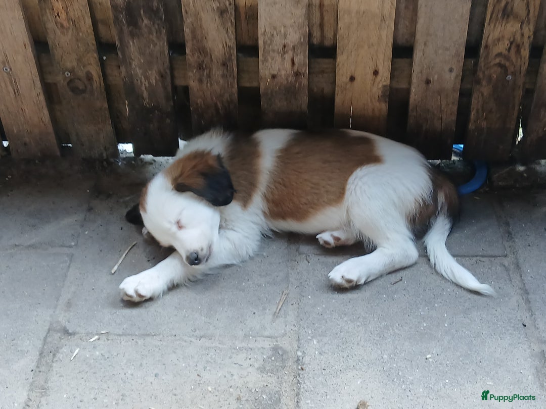 Kooikerhondje honden te koop: Kooikerhondje reu in Twijzelerheide - Afbeelding 2