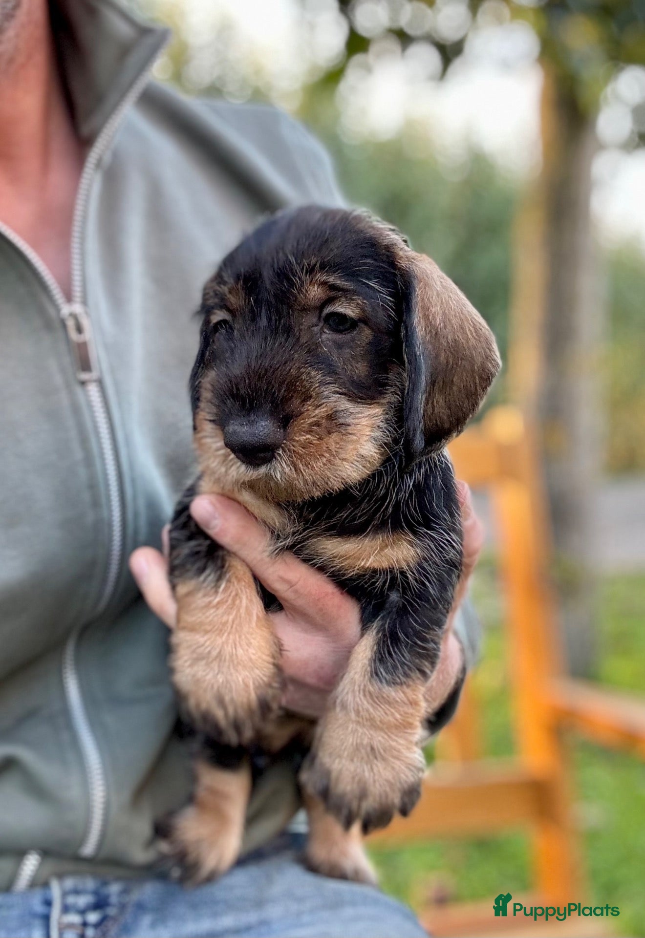 Ruwhaar Teckel honden Prachtige standaard ruwhaar pups - Advertentie 1