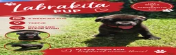 Kruising honden te koop: Laatste Labrakita pup teefje zoekt nieuw huisje - Advertentie 18