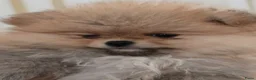 Pomeriaan honden te koop: Pomeriaan pups Nederlandse  - Advertentie 11