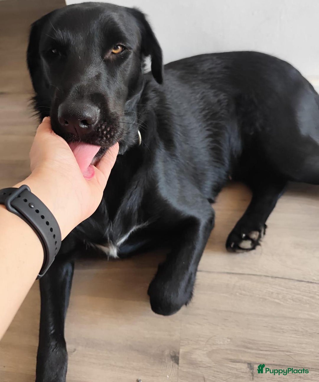Labrador Retriever honden ter adoptie: lulu en maya twee labrador x  zoeken een en vriend - Afbeelding 15