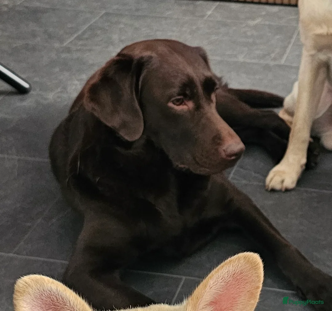 Labrador Retriever honden te koop: 6 mooie en lieve labradorpups - Advertentie 3
