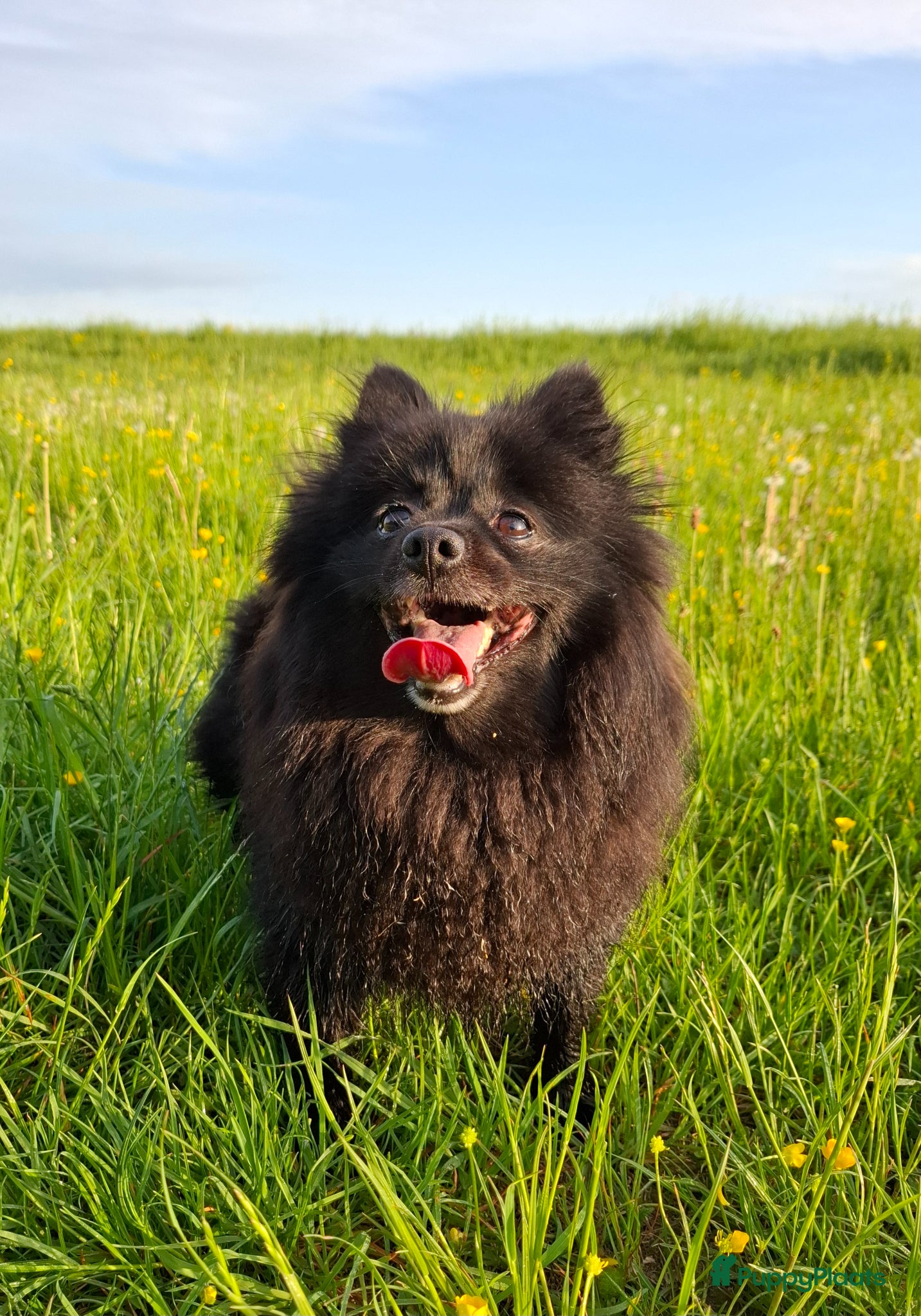 Pomeriaan honden Nog 2 zwarte pomeriaan/dwergkees reutjes - Advertentie 1