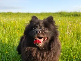 Pomeriaan honden Nog 2 zwarte pomeriaan/dwergkees reutjes - Advertentie 1