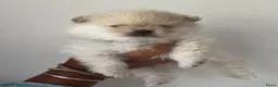 Pomeriaan honden te koop: Prachtige pomeriaan pups - Advertentie 5