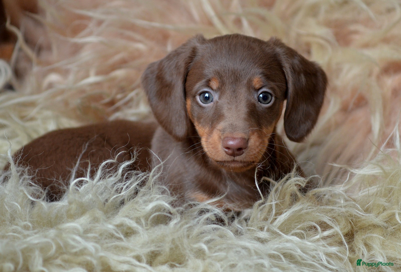 Teckel (korthaar)  honden Prachtige en lieve kortharige teckelpups. Teckel  - Advertentie 2