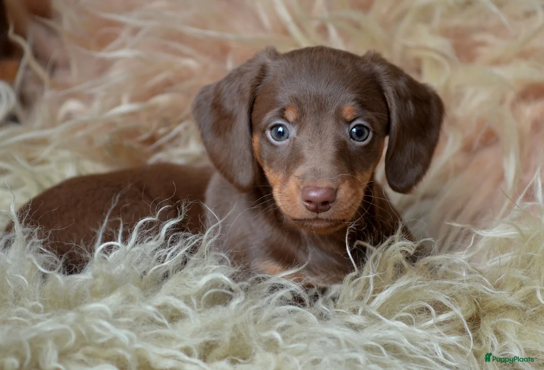 Teckel (korthaar)  honden te koop: Prachtige en lieve kortharige teckelpups. Teckel  - Advertentie 2