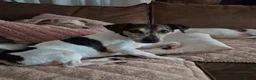 Jack Russel Terriër honden te koop: Brokencoat Merle Jackies in Lauwerzijl - Advertentie 9