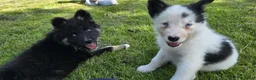 Kruising honden te koop: Prachtige dutch Laika's  - Advertentie 8