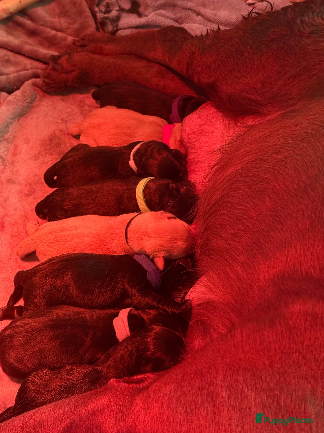 Labrador Retriever honden te koop: Labrador Retriever Pups - Advertentie 28