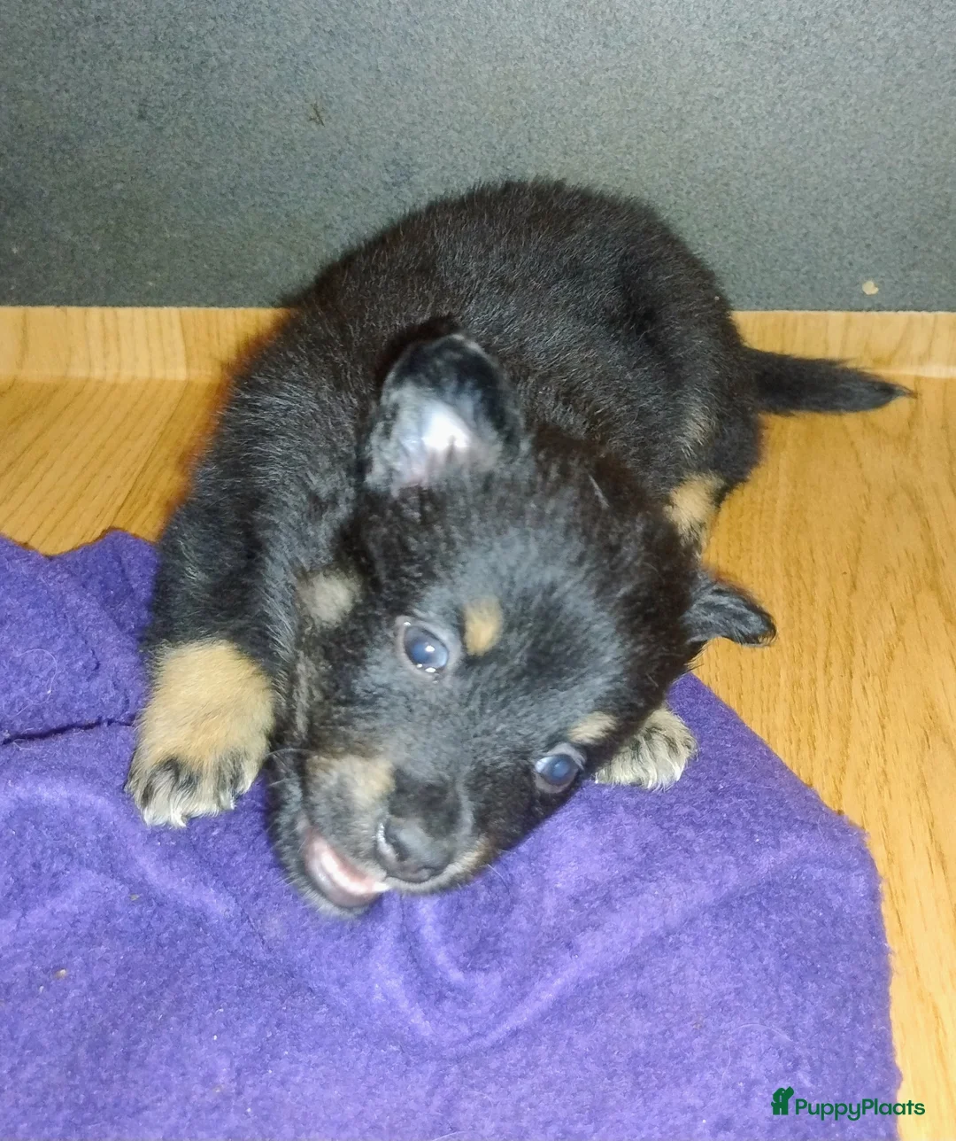 Kruising honden te koop: Chihuahua mix pups  - Advertentie 5