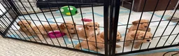 Labradoodle honden te koop: Nog 3 mooie reutjes zoeken een gouden mandje - Advertentie 1