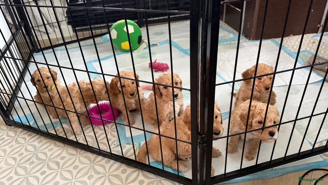 Labradoodle honden te koop: Nog 3 mooie reutjes zoeken een gouden mandje - Advertentie 1