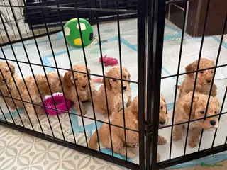 Labradoodle honden Nog 3 mooie reutjes zoeken een gouden mandje - Advertentie 3