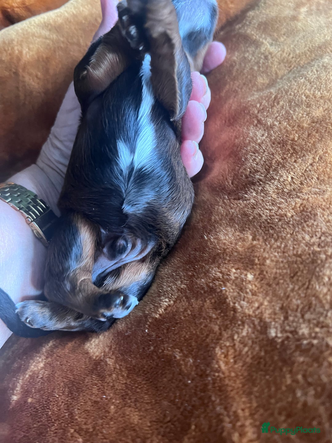 Cockapoo honden te koop: Cockapoo pups geboren  - Advertentie 3