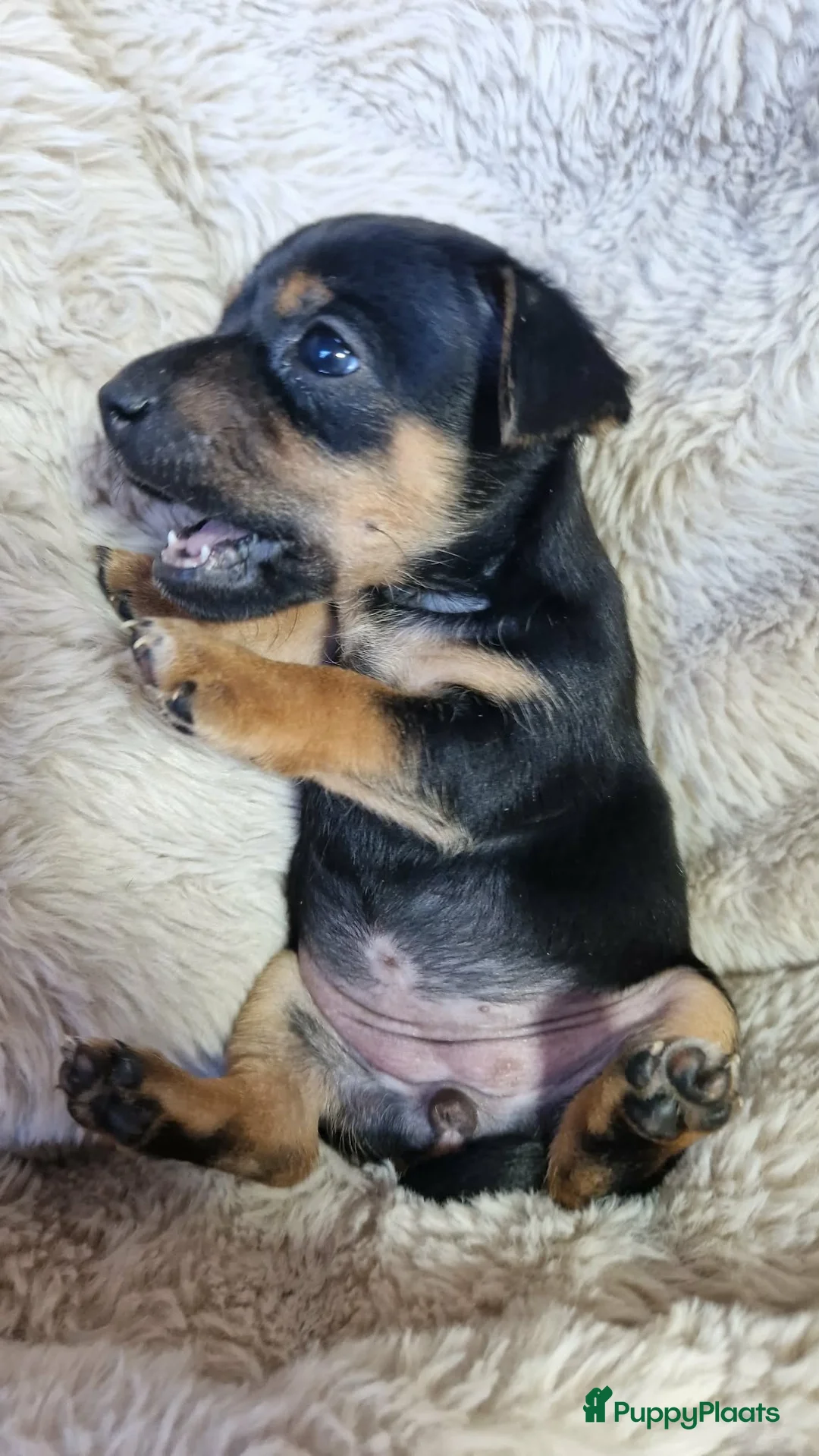 Jack Russel Terriër honden te koop: Super mooie jack russel pups - Advertentie 10