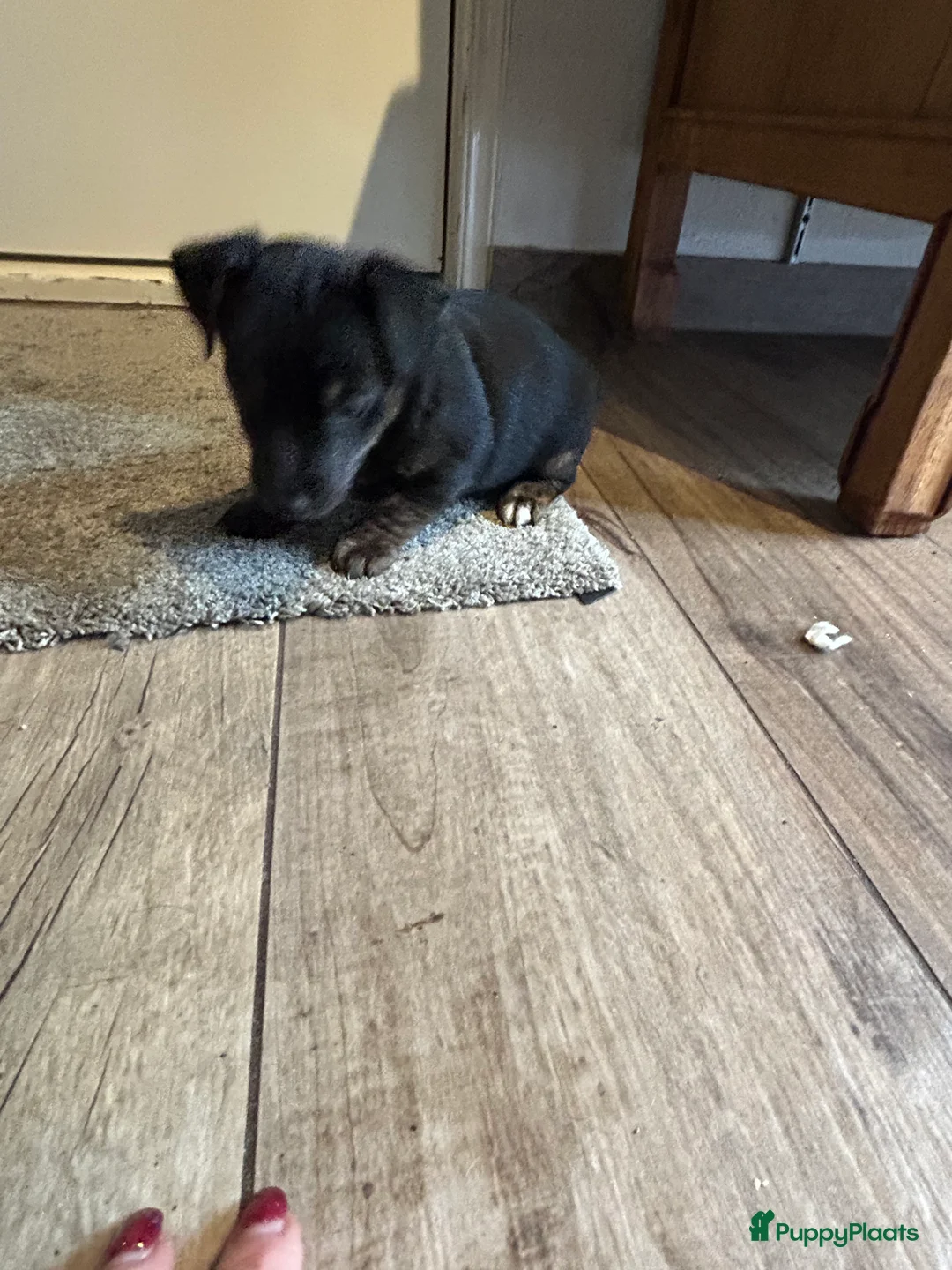 Jack Russel Terriër honden te koop: 4 mooie Jack Russell reutjes - Advertentie 10