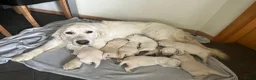 Golden Retriever honden te koop: Golden Retriever pups - Advertentie 8
