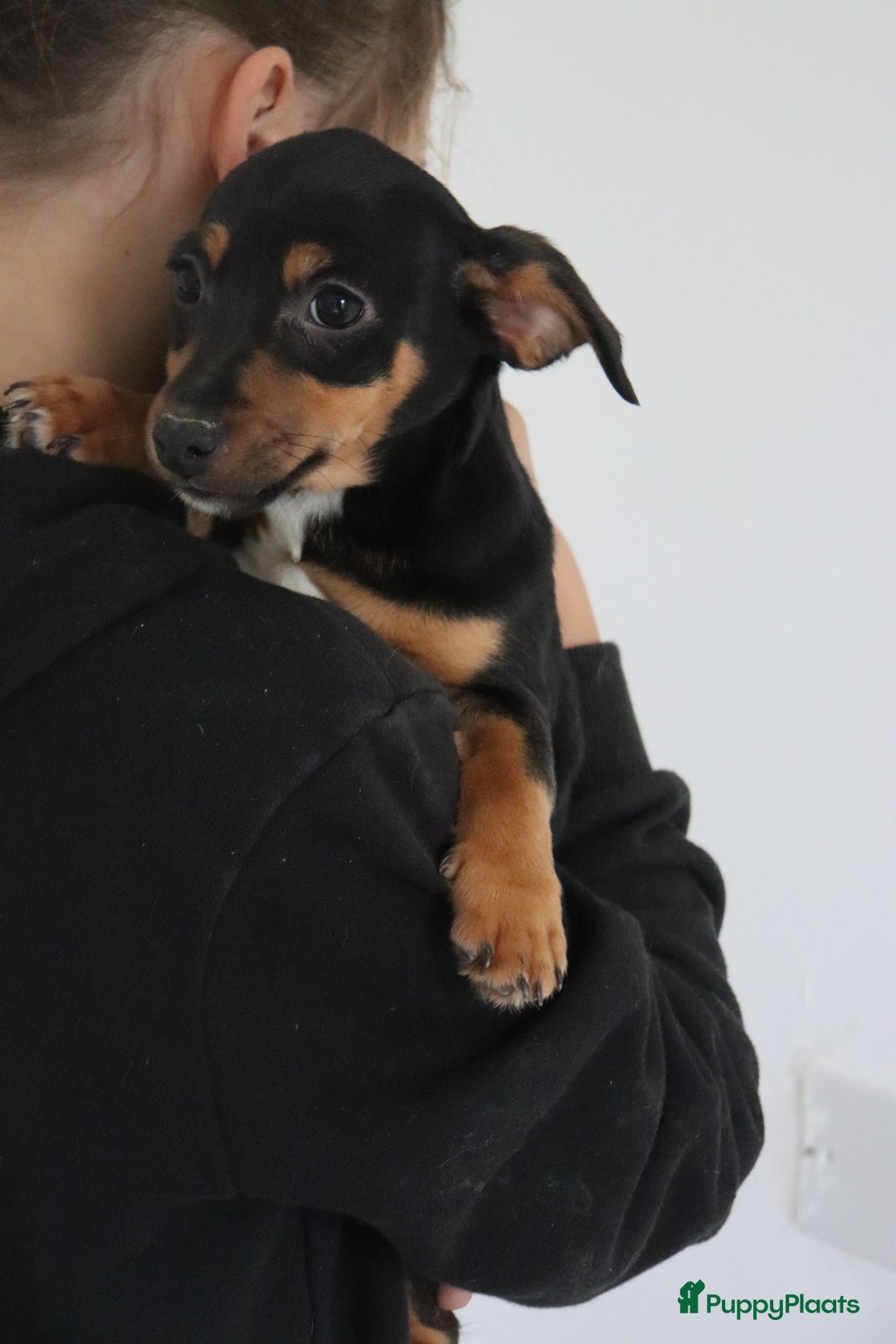 Jack Russel Terriër honden te koop: lieve Jack Russel pups  - Advertentie 25