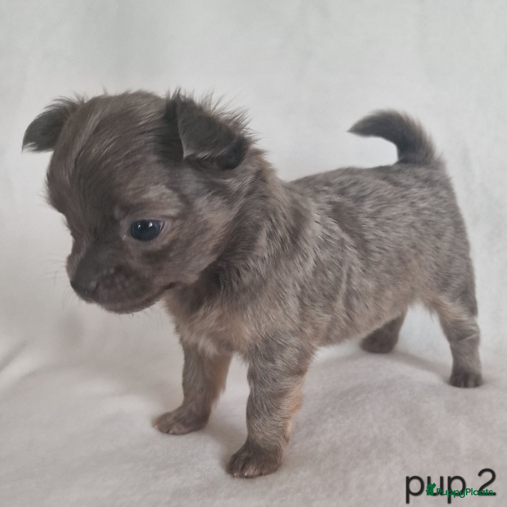Chihuahua honden Chihuahua pups - Advertentie 1