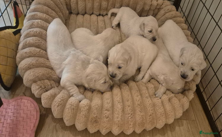Golden Retriever honden - Advertentie 2