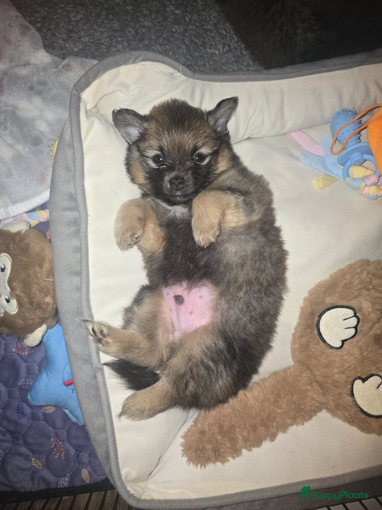 Pomchi honden Pomchi reutje te koop - Advertentie 2