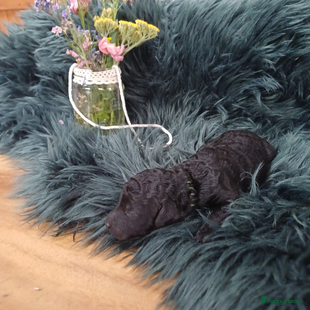 Labradoodle honden te koop: Prachtige multigen Labradoodles wavy vacht - Afbeelding 9