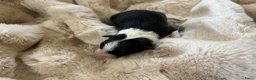 Border Collie honden te koop: Border Collie pups met FCI stamboom - Advertentie 7