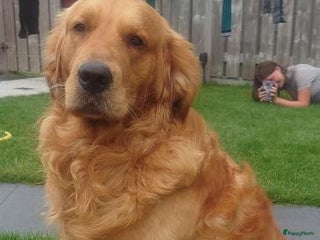 Golden Retriever honden Prachtige, lieve dekreu in Venray - Advertentie 2