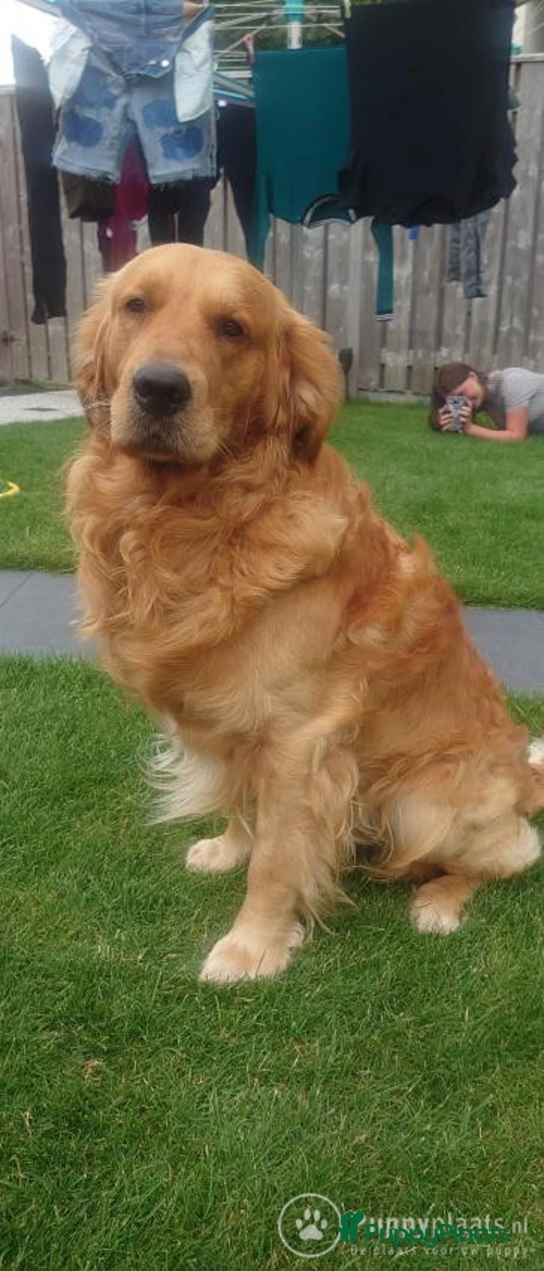 Golden Retriever honden ter dekking: Prachtige, lieve dekreu in Venray - Advertentie 1