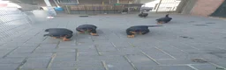 Rottweiler honden te koop: Rottweiler pups - Advertentie 8