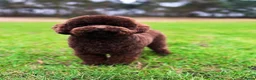 Kruising honden te koop: Prachtige hypoallergene pups te reserven - Advertentie 12
