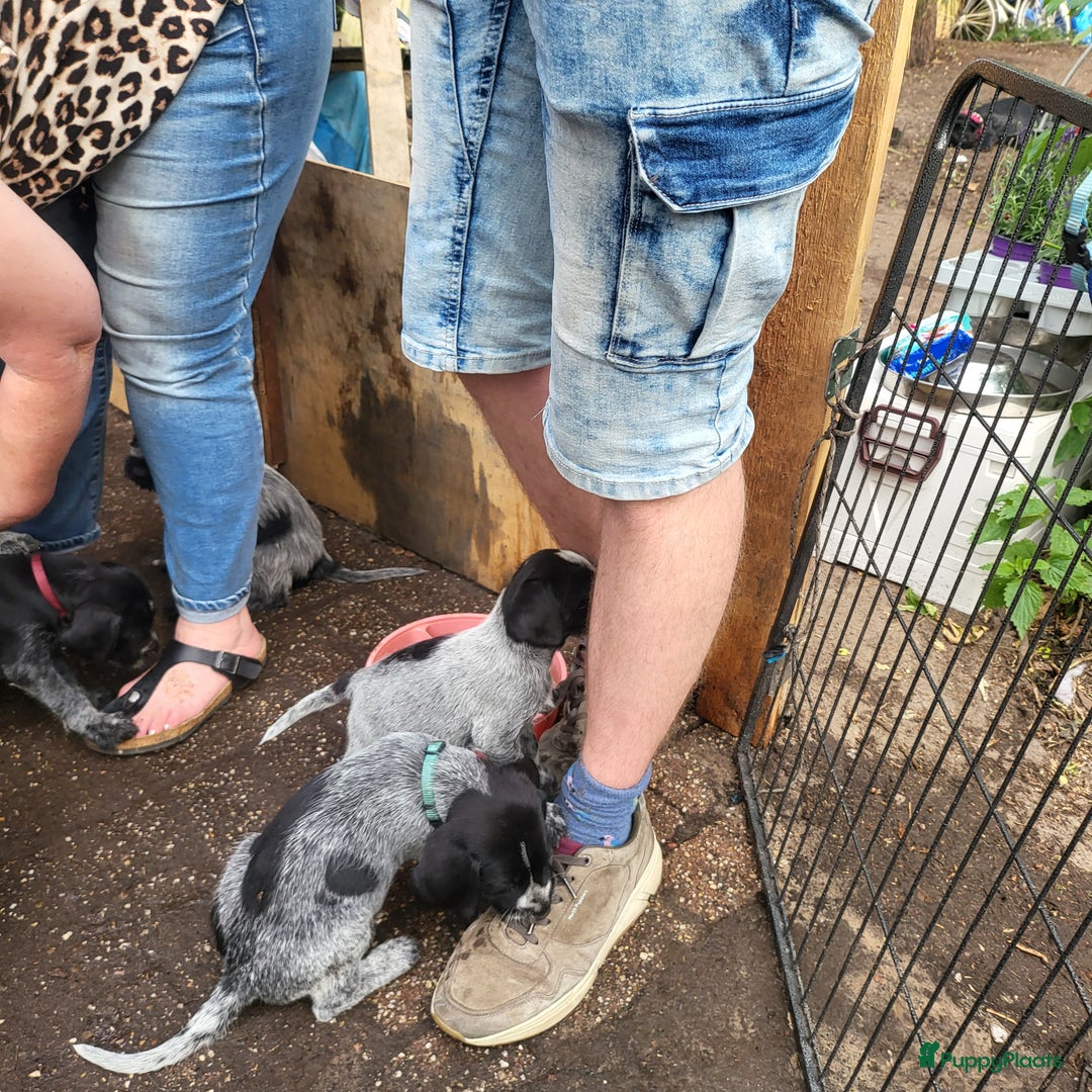 Duitse Staande Hond Draadhaar honden te koop: Duitse staande ruwhaar/draadhaar  - Afbeelding 17