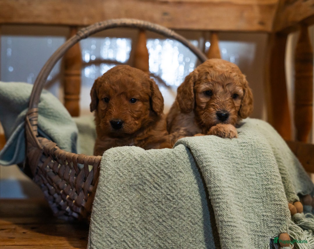 Labradoodle honden te koop: Kleine medium labradoodle F1 pups  - Advertentie 3