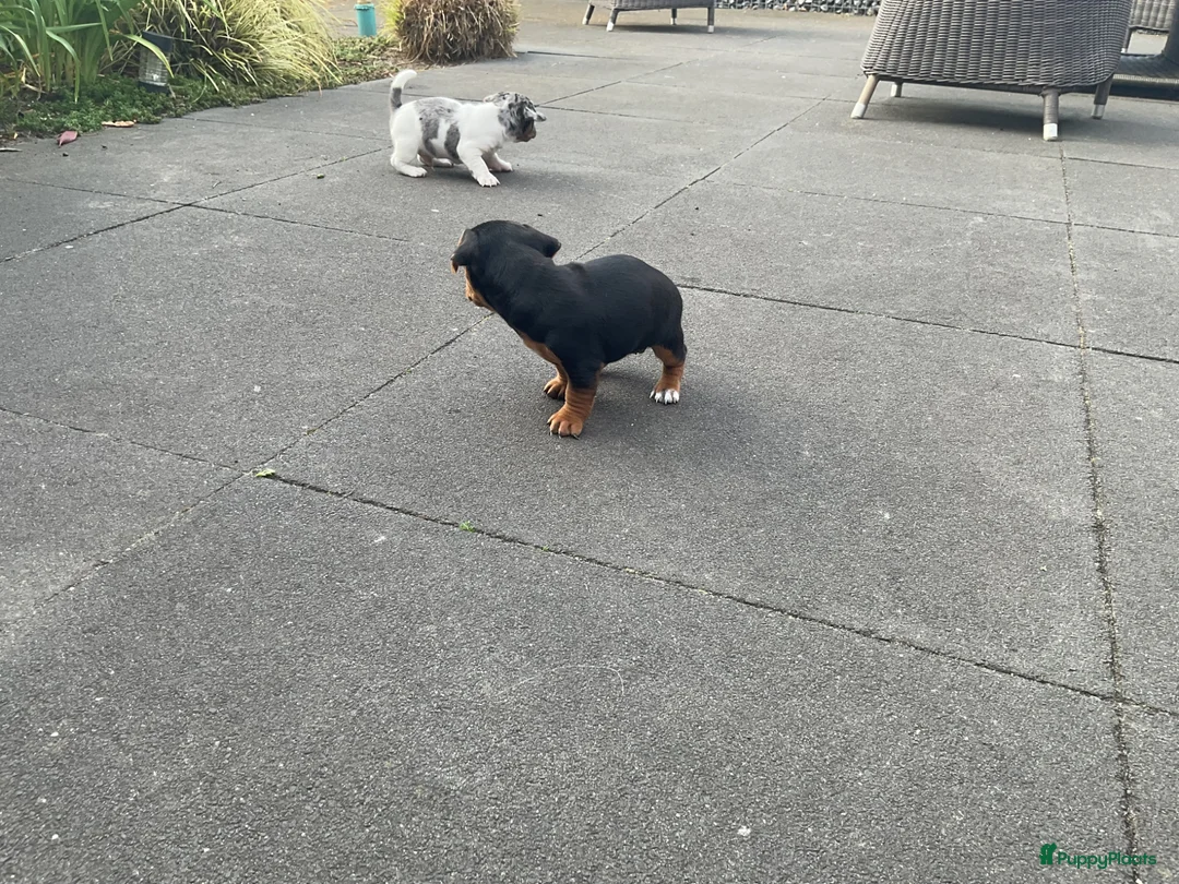 Jack Russel Terriër honden te koop: Te koop, Jack Russel puppies in Eindhoven - Advertentie 13