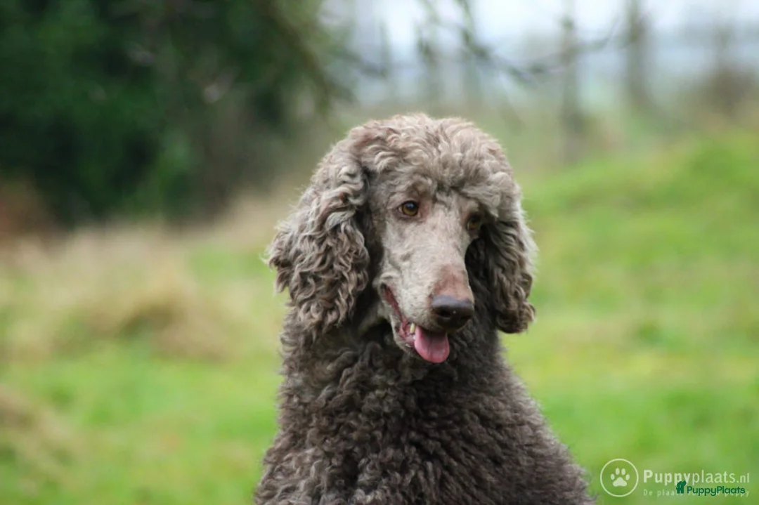 Poedel honden ter dekking: Raszuivere chocobruine en harlekijn koningspoedel in Markelo - Advertentie 5