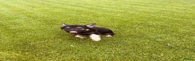 Duitse Herder 5