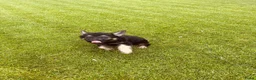 Duitse Herder honden te koop: Prachtige Duitse herder pups - Advertentie 21