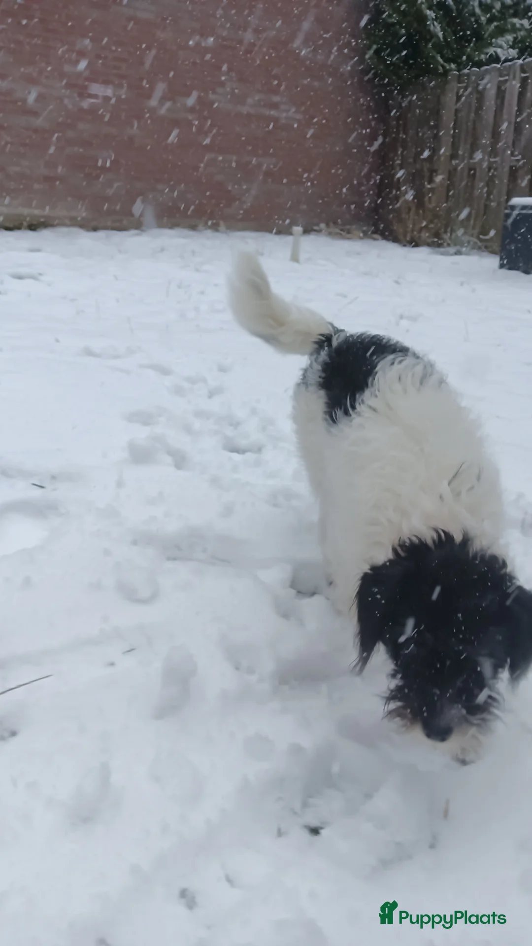 Kruising honden te koop: Maltipoo pup - Advertentie 14