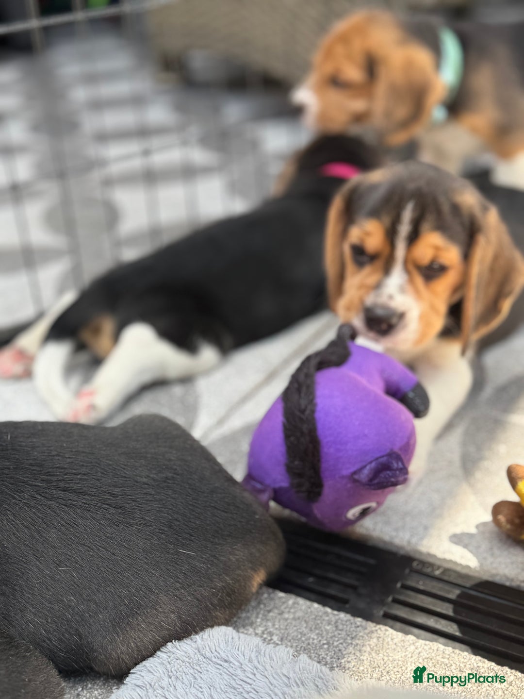 Beagle honden te koop: Beagle pups!!! - Afbeelding 5
